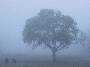 Lone tree in fog, Acadia National Park, Maine