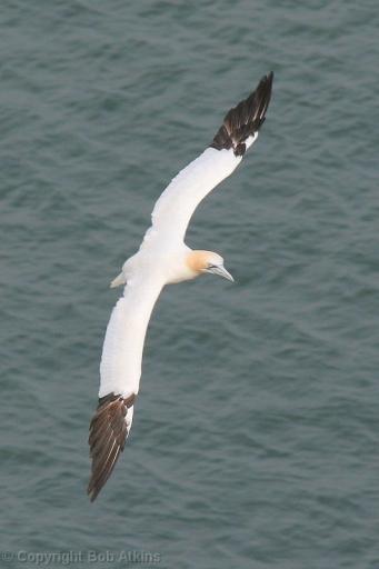 Gannet