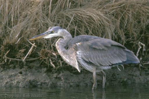 Great Blue Heron