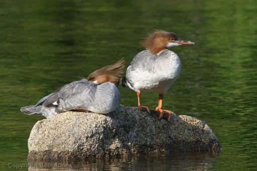 Mergansers