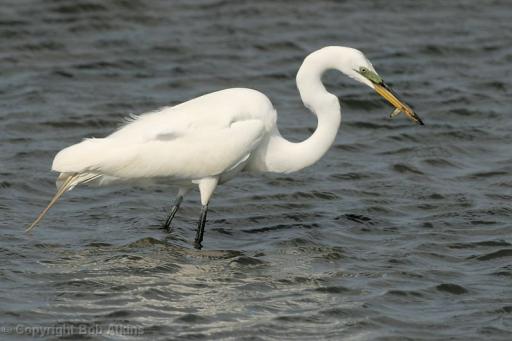 Egret Fishing