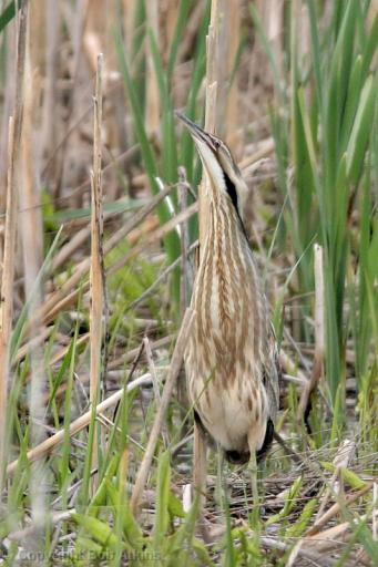 Bittern