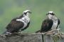 Osprey on a Nest Box, New Jersey