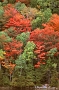 Trees on Jordaon Pond, October, Acadia National Park, Maine