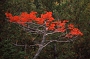 Fall foliage, Jordan Pond, Acadia National Park, Maine