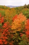 View from Duck Brook Bridge, Acadia National Park Maine