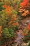 Fall Foliage #14