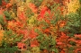 Trees in October, Acadia National Park