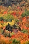 Fall Foliage #20