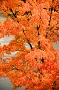 Tree in Fall with River, Northern Maine