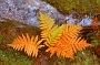 Fall scene in Acadia National Park. Fernm growing by the side of a Carriage Road