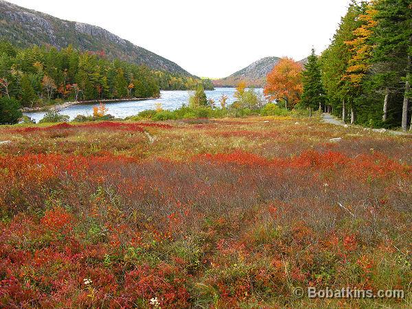 Fall Foliage Maine