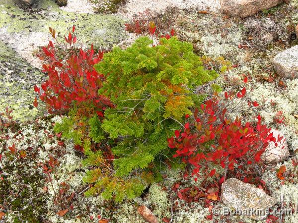 Fall Foliage Maine