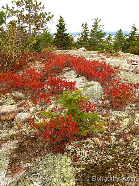 Fall Foliage Maine