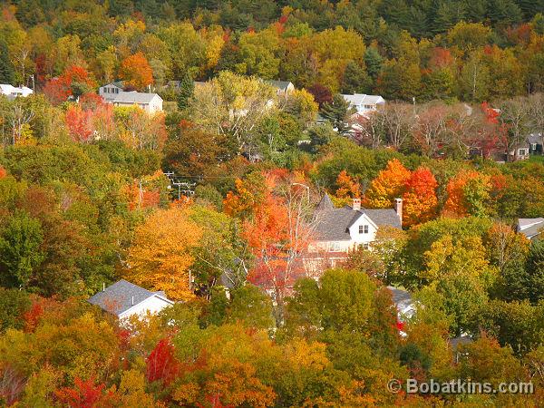 Fall Foliage Maine