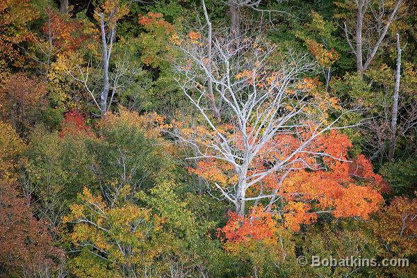 Fall Foliage Maine