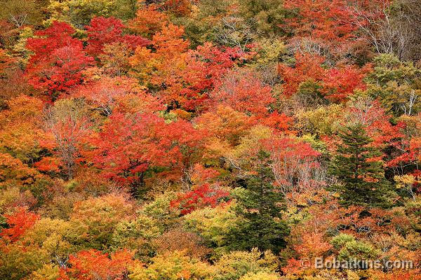 Fall Foliage Maine