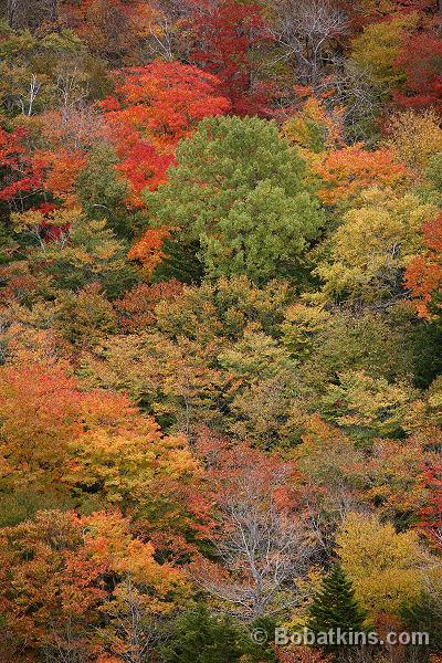 Fall Foliage Maine