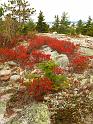 Fall Foliage Maine