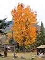 Fall Foliage Maine