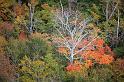 Fall Foliage Maine