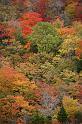 Fall foliage,  Acadia National Park, Maine