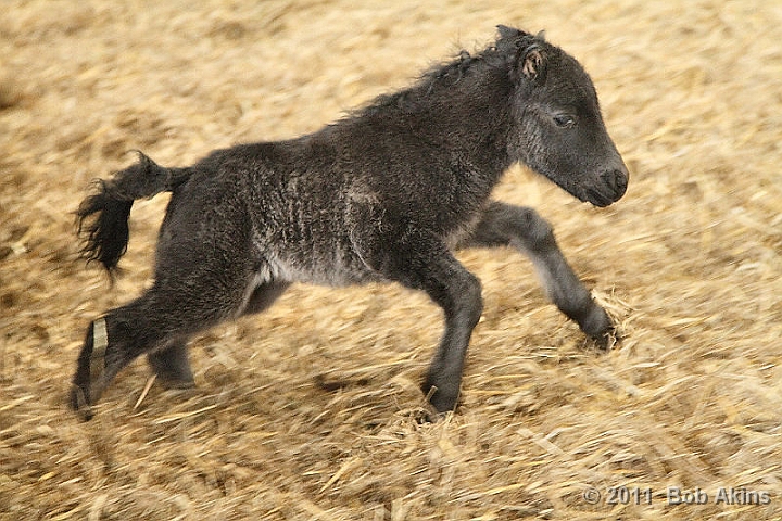 Foal