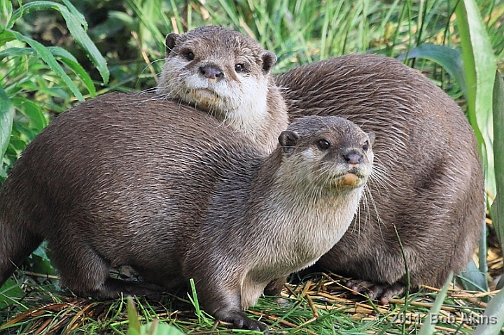 Otters