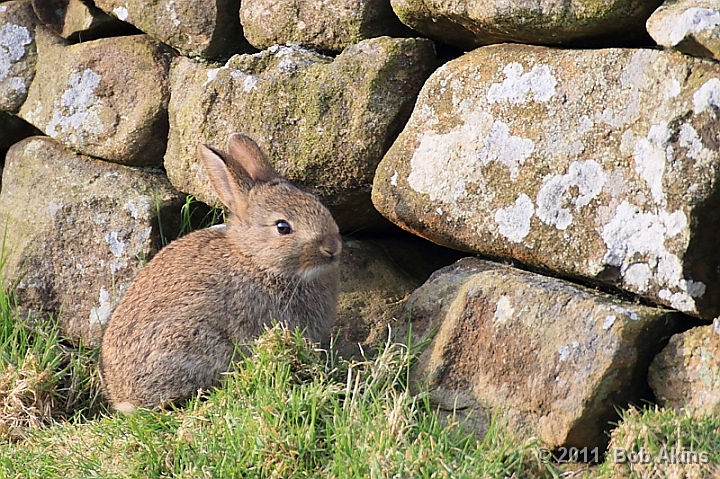 Rabbit