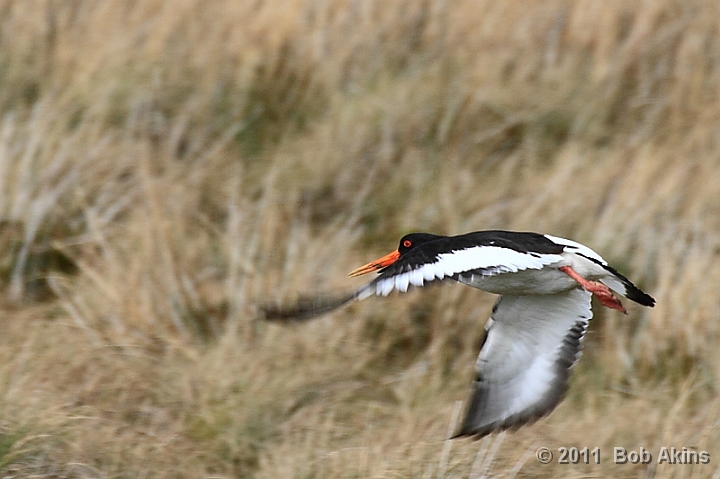 Oystercatcher