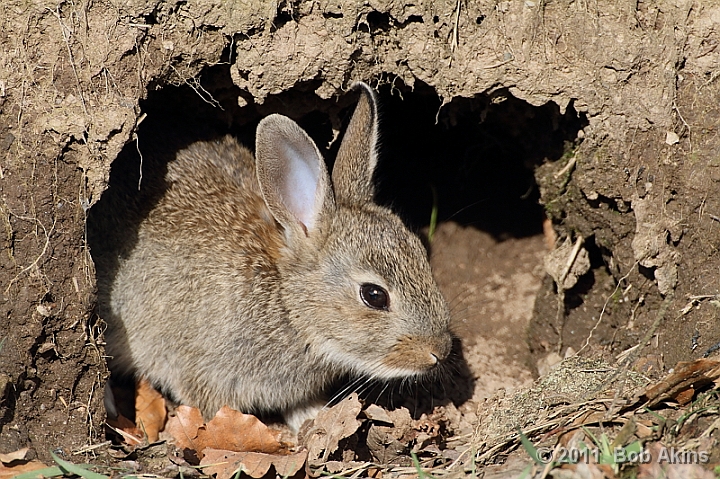 Rabbit Warren