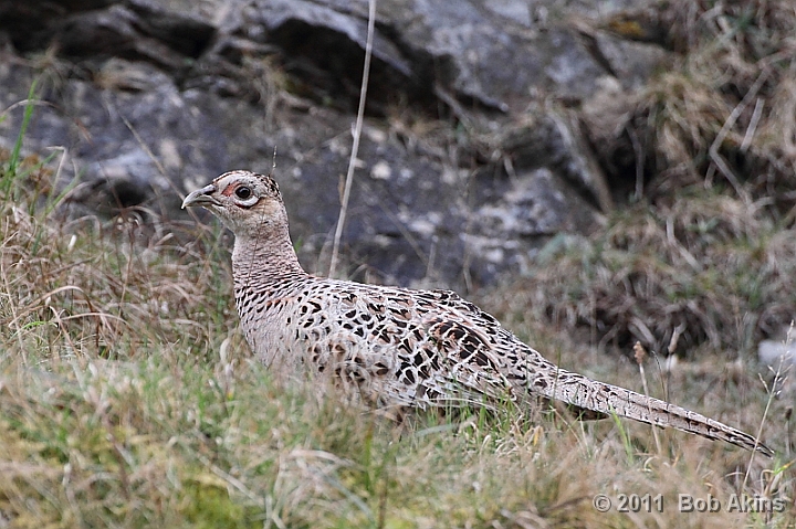 Partridge