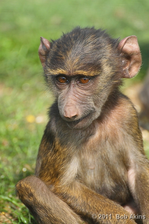 Baboon