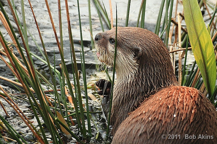 Otter