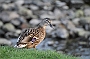 Female Mallard, Dunsop Bridge, England